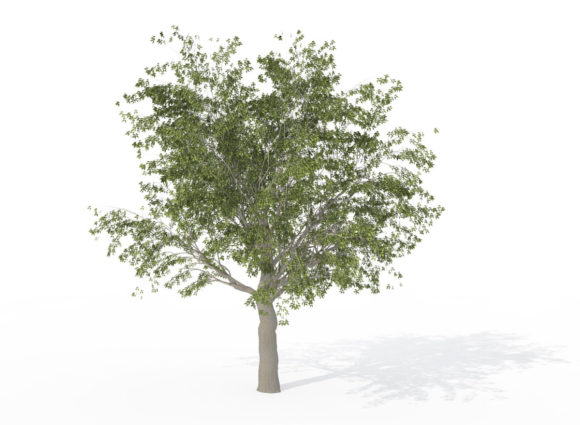 Hackberry Tree 3D Model