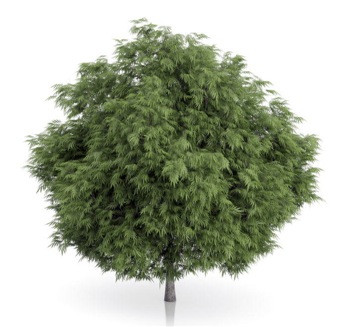 High quality Free Tree 3D Model