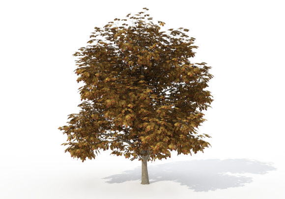 Horse Chestnut Tree 3D Model