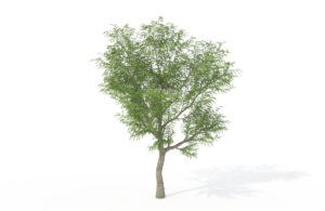 Japanese Walnut Tree 3D Model