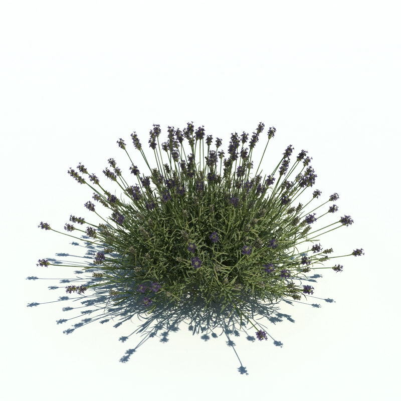 Lavender with Grass 3D Model