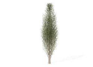Lombardy Poplar Tree 3D Model