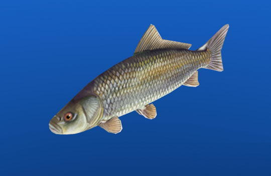 Low Poly Fish 3D Model