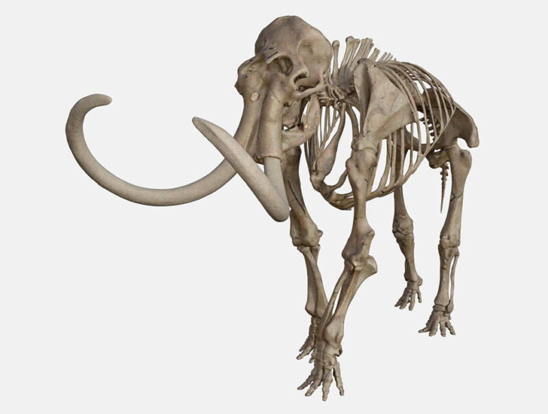 Mammoth Skeleton 3D Model Sculptures