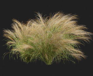Mexican Feather Grass 3D Plant Model