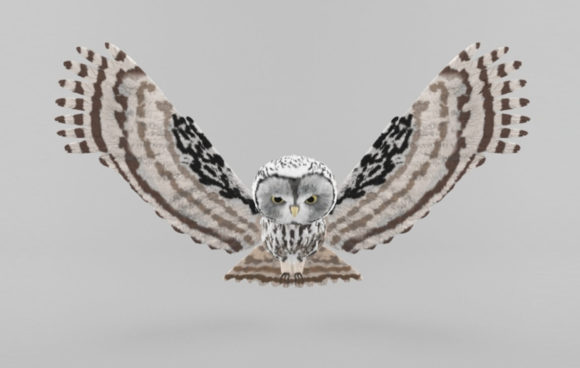 Owl Free 3D Model Download