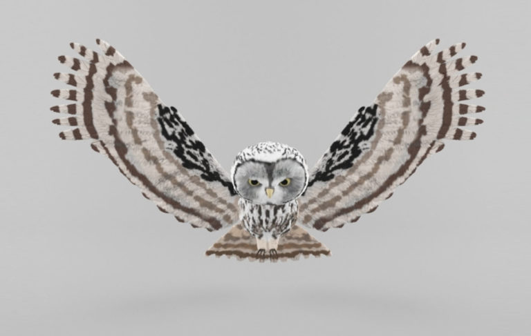 Owl Model Owl Free 3D Model Animals