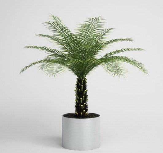 Palm Tree in Metal Flower Pot 3D Model