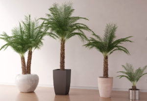 Palm in Pot 3D House Plant