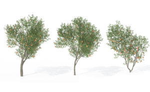 Peach Tree 3D Model