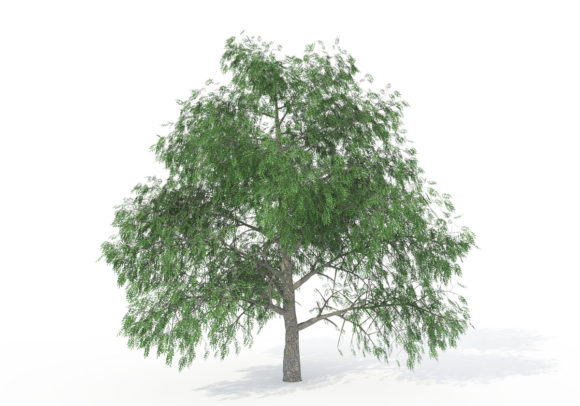 Pecan Tree 3D Model