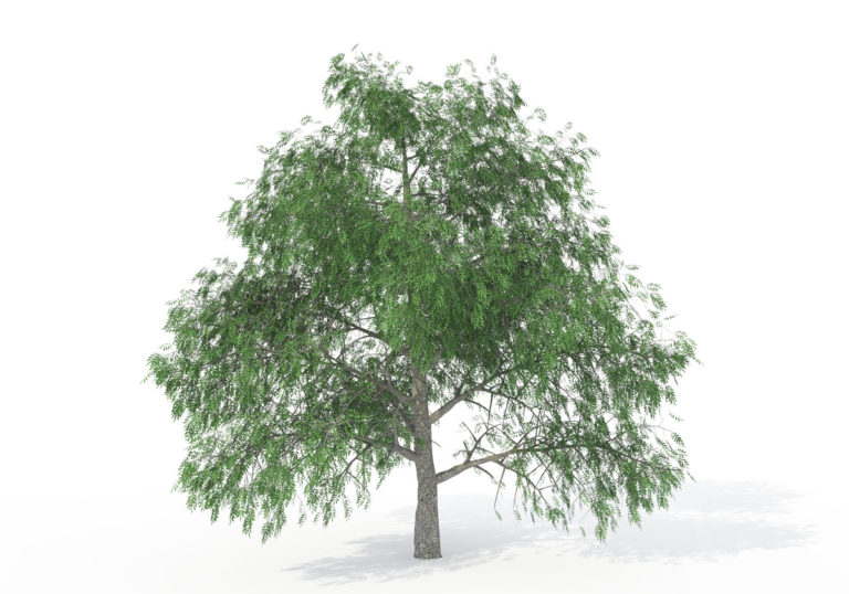 Pecan Tree 3D Model 3D Plants