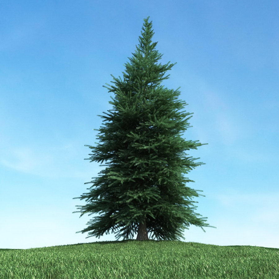 Pinaceae Tree 3D Model