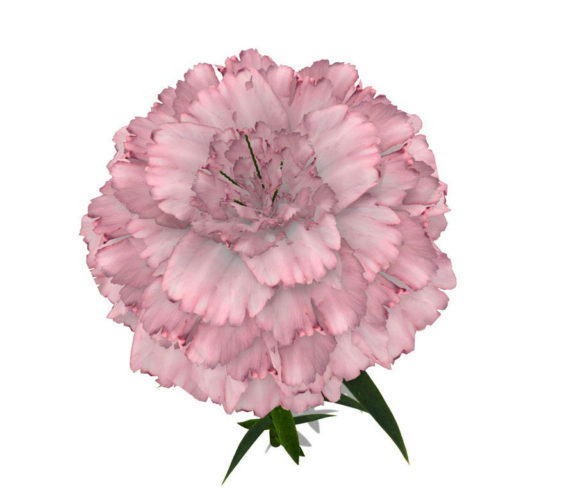  Pink Carnation Flower 3D Model