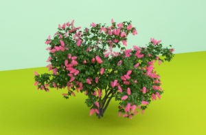 Pink Flower Garden Plant 3D Model