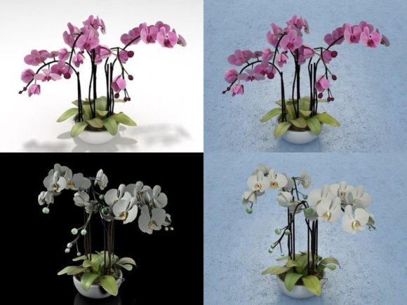 Pink-White Orchid 3D Model