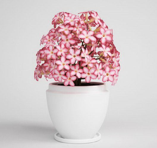 Pink flower with white flower pot
