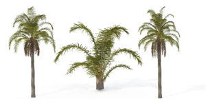 3 Sizes Queen Palm Tree 3D Model