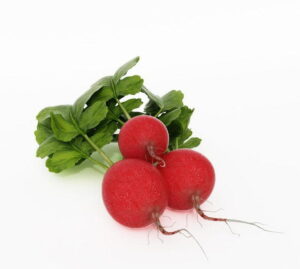 Radishes 3D Model