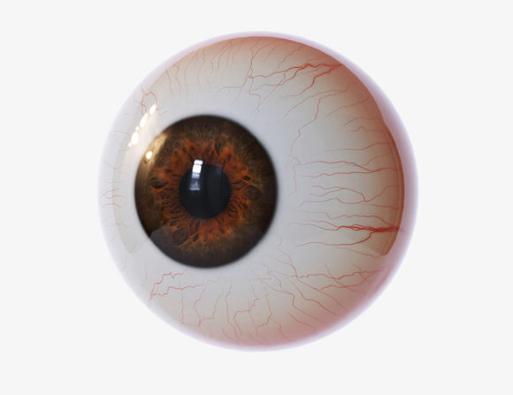 Realistic Eye Free 3D Model