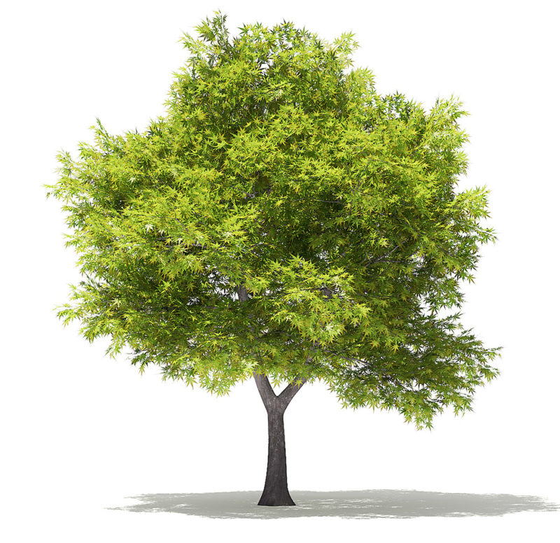 3d tree software free download