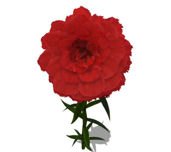 Red Carnation Flower 3D Model