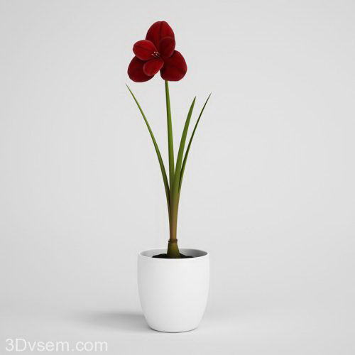 Red Flower  in Flower  Pot  3D  Model  Free  C4D Models 