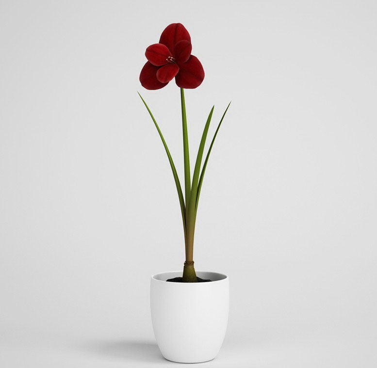 Red Flower  in Flower  Pot  3D  Model  Free  C4D Models 