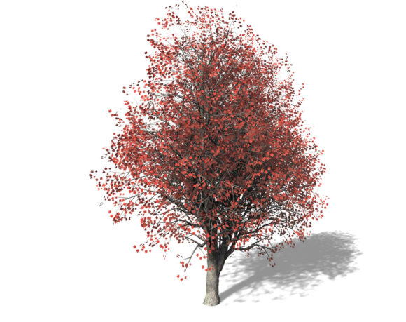 Red Maple Tree 3D Model