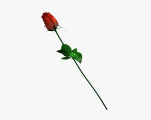 Rose 3D Model