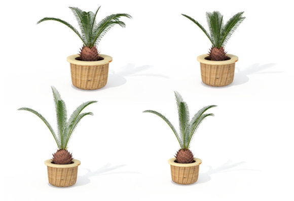 Sago Palm Tree 3D Model