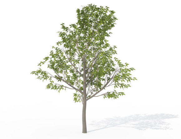 Sapling Hackberry Tree 3D Model