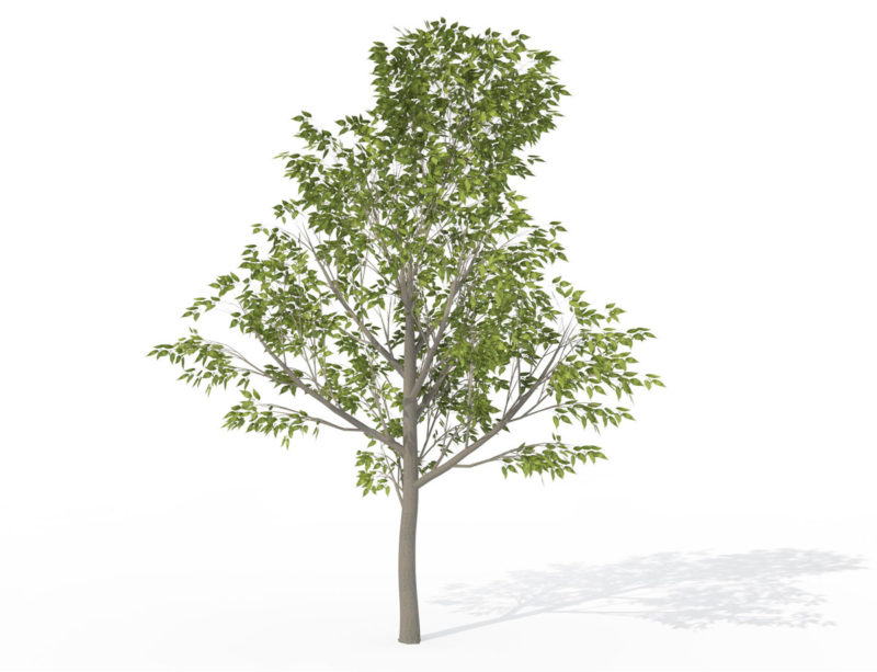 Sapling Hackberry Tree 3D Model 3D Plants