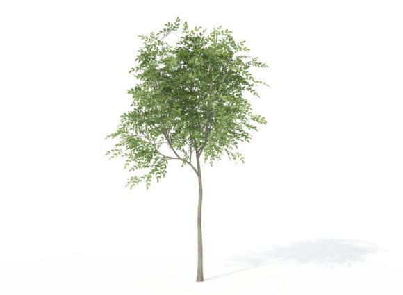 Sapling Japanese Walnut Tree 3D Model