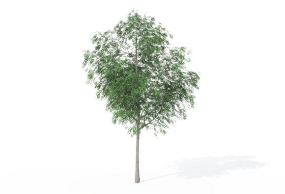 Sapling Pecan Tree 3D Model