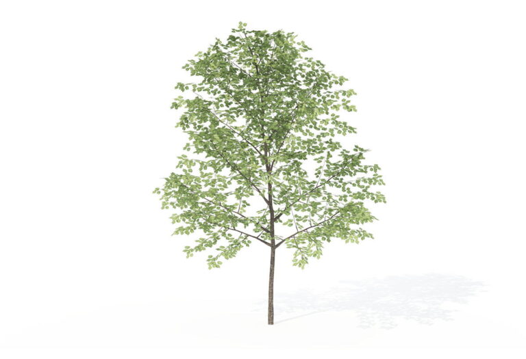 Sapling Sweet Birch Tree 3D Model 3D Plants