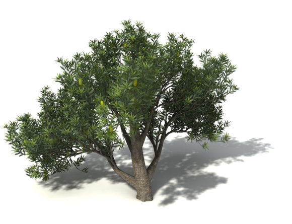 Saw Banksia Tree 3D Model
