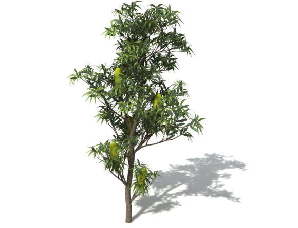 Saw Banksia Tree Free 3D Model