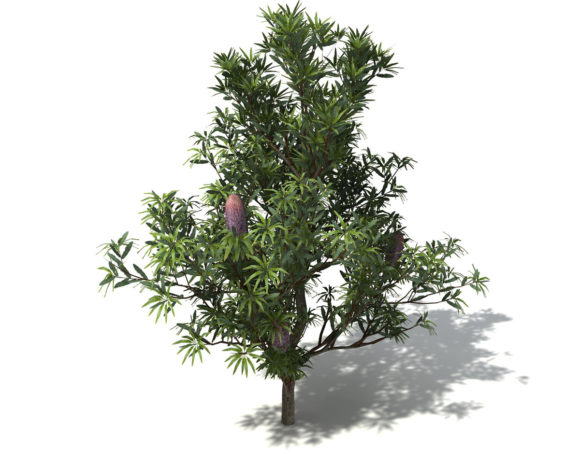 Saw Tree Free 3D Model