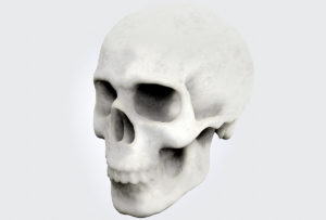 Skull Free 3D Model