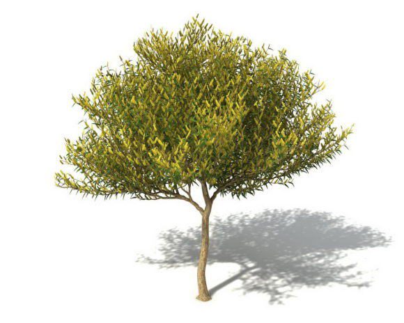 Small Leaf Tree 3D Model