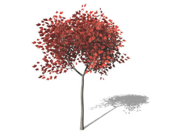 Small Red Maple Tree 3D Model