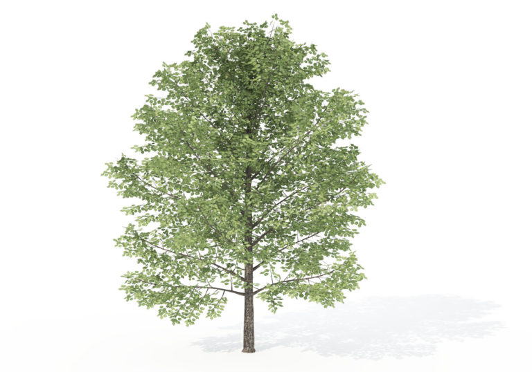 Sweet Birch Tree 3d Model 3d Plants