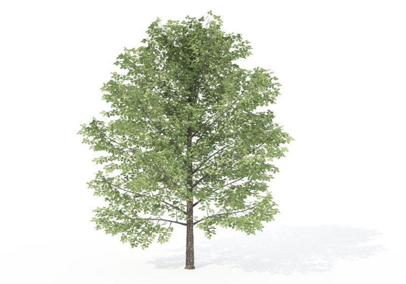 Sweet Birch Tree 3D Model 3D Plants