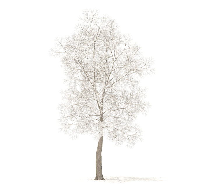 Tree with Snow 3D Model