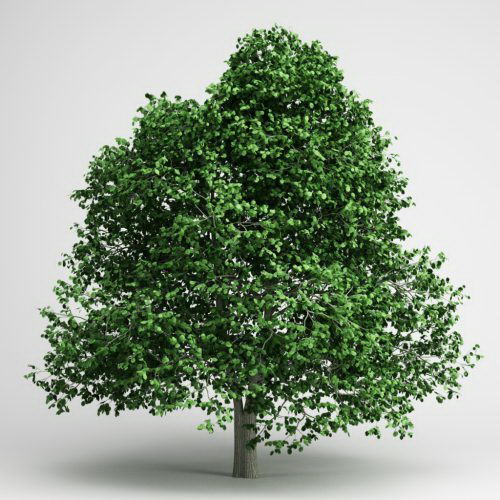 Tree with green foliage 3D Model