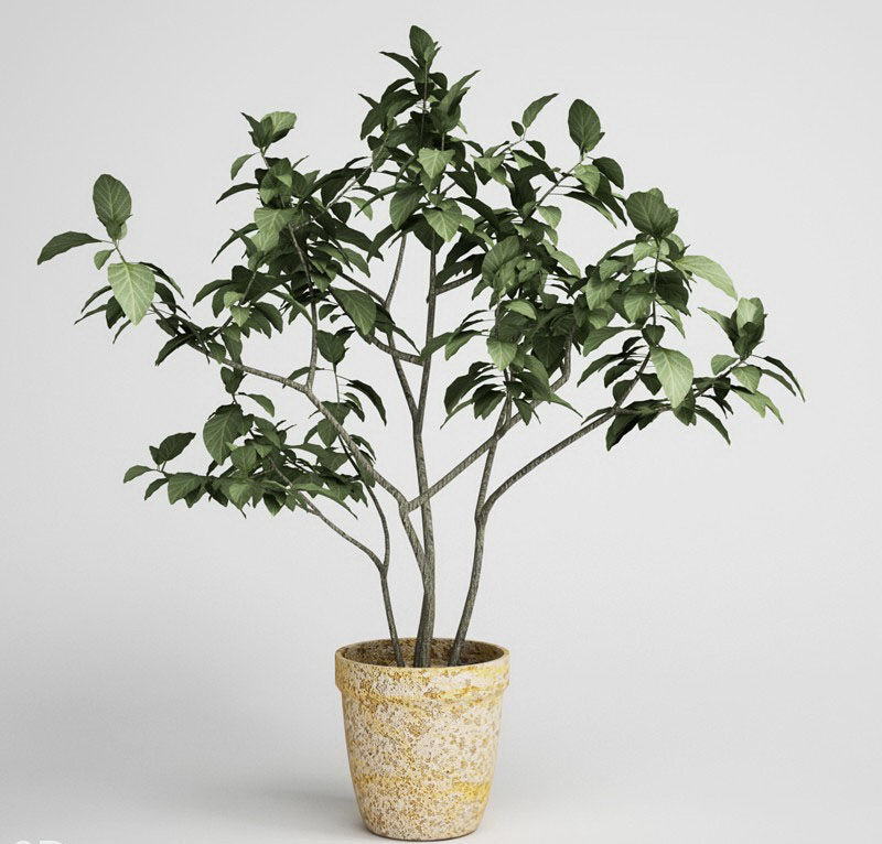 Tree with vase 3D Model