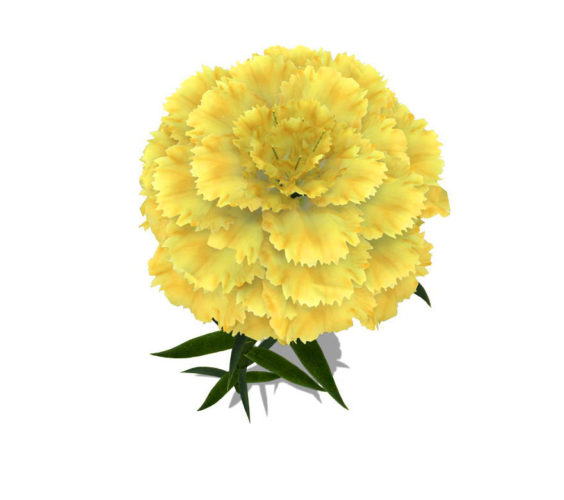 Yellow Carnation Flower 3D Model
