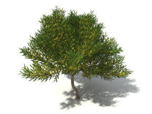 Yellow Garden Tree 3D Model