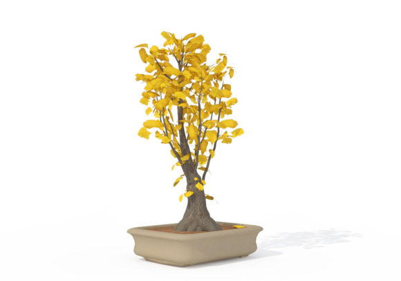Yellow Ginkgo Biloba Tree 3D Model
